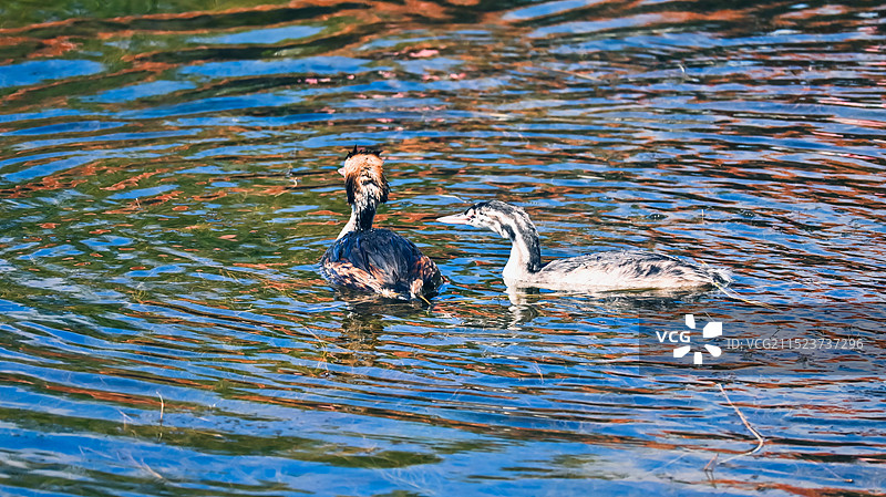 戏水的水鸭子图片素材