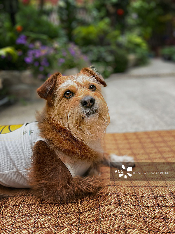 狗的特写肖像图片素材