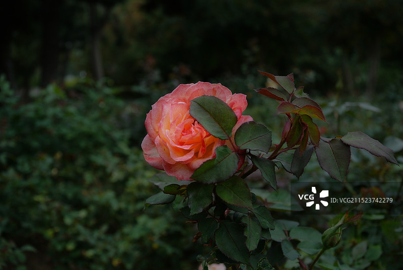 月季花图片素材