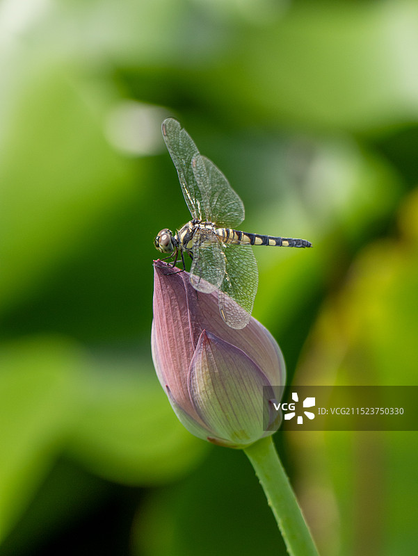 蜻蜓图片素材