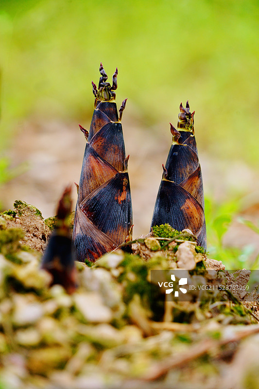 春笋图片素材