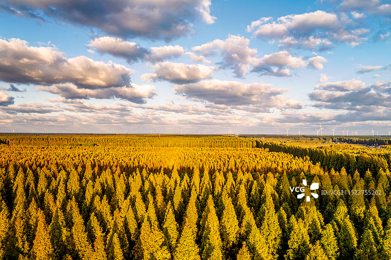 秋日东台黄海森林公园图片素材