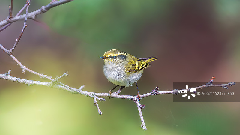 静止瞬间的黄腰柳莺图片素材