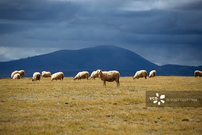草原上的羊群图片素材