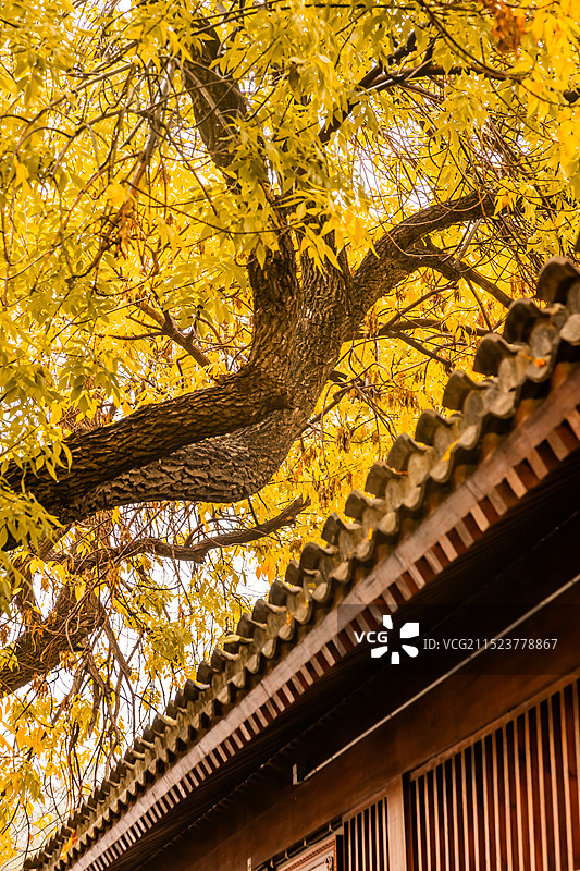 五四大街的白蜡树黄了图片素材