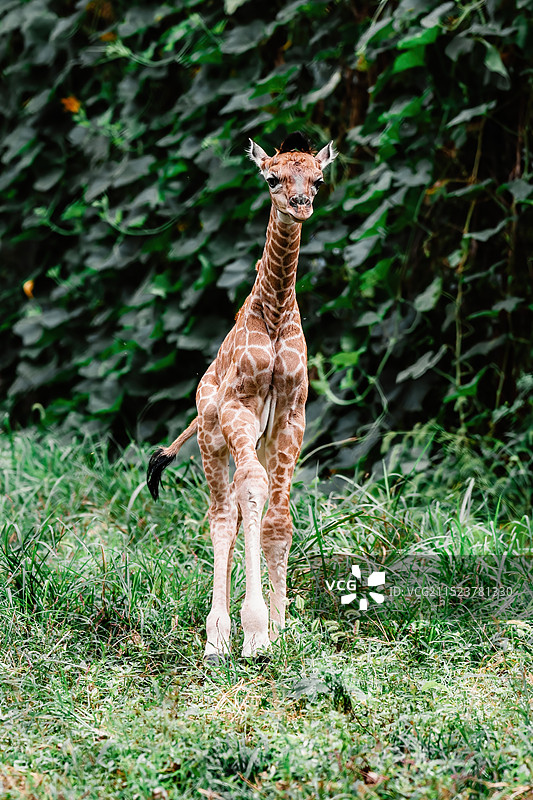 红山动物园刚出生四天的新生儿长颈鹿图片素材