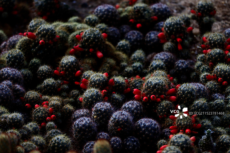 松霞仙人掌图片素材