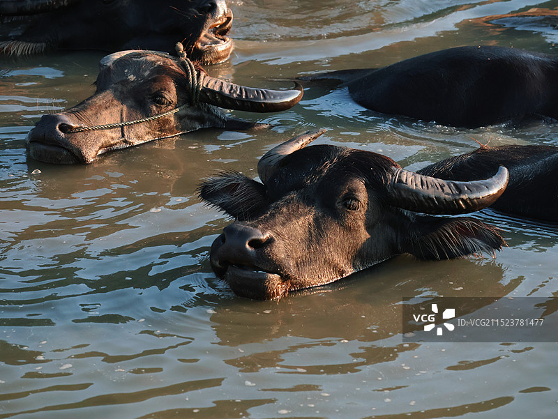 百牛勇渡大江，演绎生命乐章图片素材