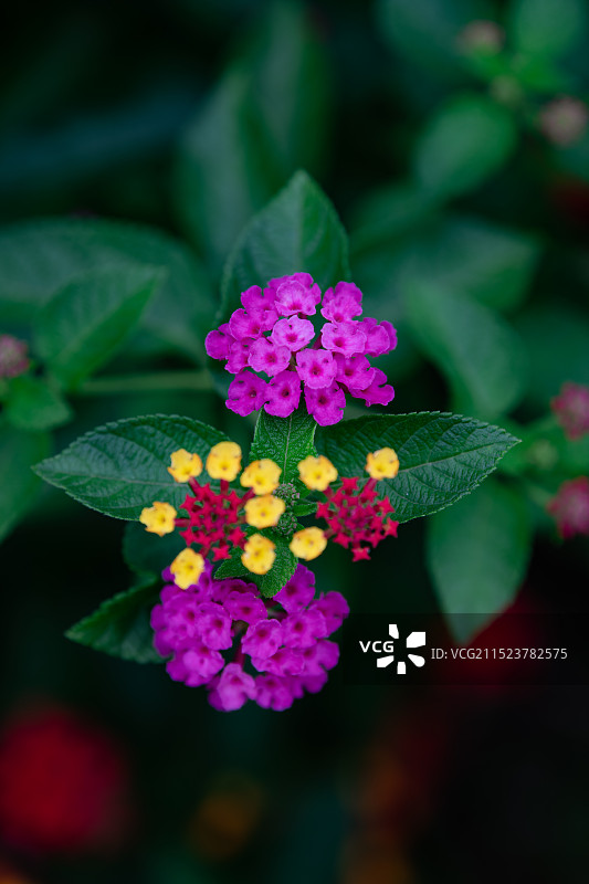 盛开的马樱丹花图片素材