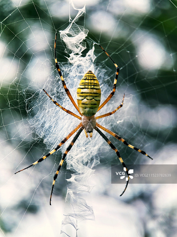 模糊背景下网上横纹金蛛特写图片素材