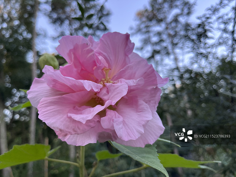 芙蓉葵图片素材