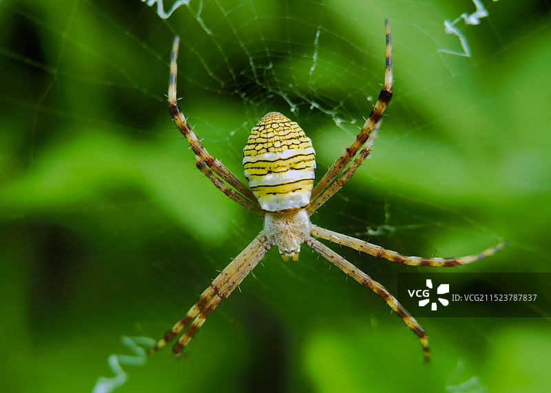 横纹金蛛图片素材