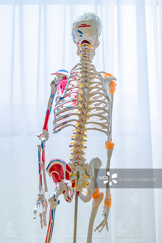 中国医学医疗用品标本拍摄主题，彩色的人类人体骨骼骨架展览，室内无人图像摄影图片素材