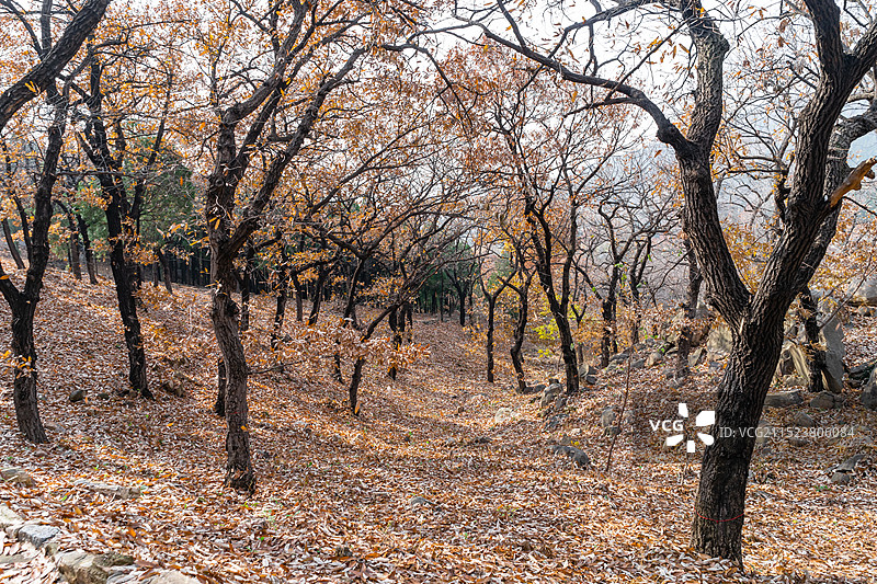 中国山东省泰安市泰山旅游风景区非都市风光，普照寺寺庙的橡树秋天森林，户外白昼无人图像摄影图片素材