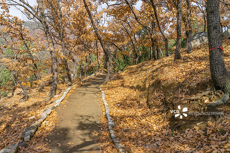 中国山东省泰安市泰山旅游风景区国内著名景点，普照寺寺庙的橡子树秋天的林步行道路，户外白昼无人图像摄影图片素材