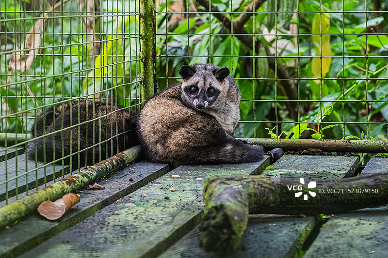 印度尼西亚巴厘岛麝香猫图片素材