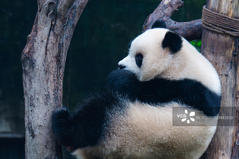 大熊猫国宝熊猫幼崽图片素材