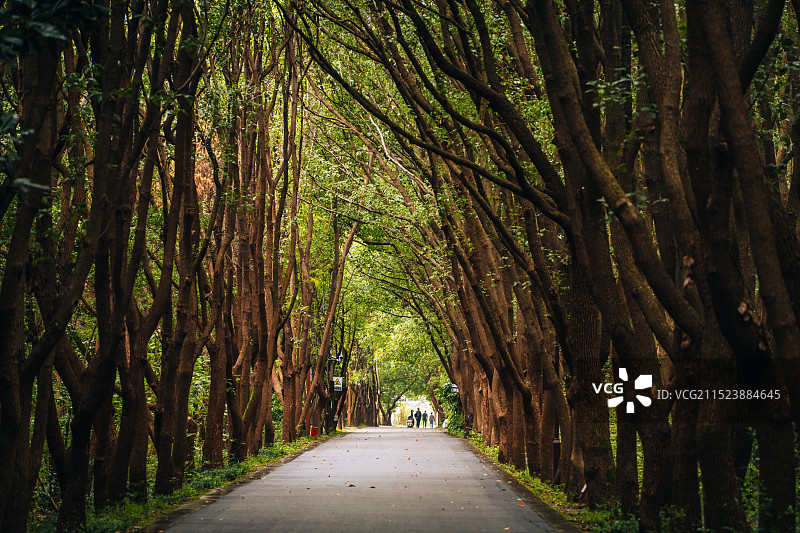 同里国家森林公园的森林步道图片素材