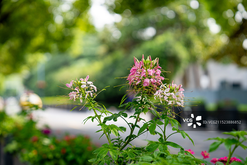 醉蝶花图片素材