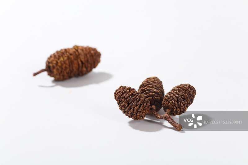 红桤木果实孤立在白色背景上图片素材