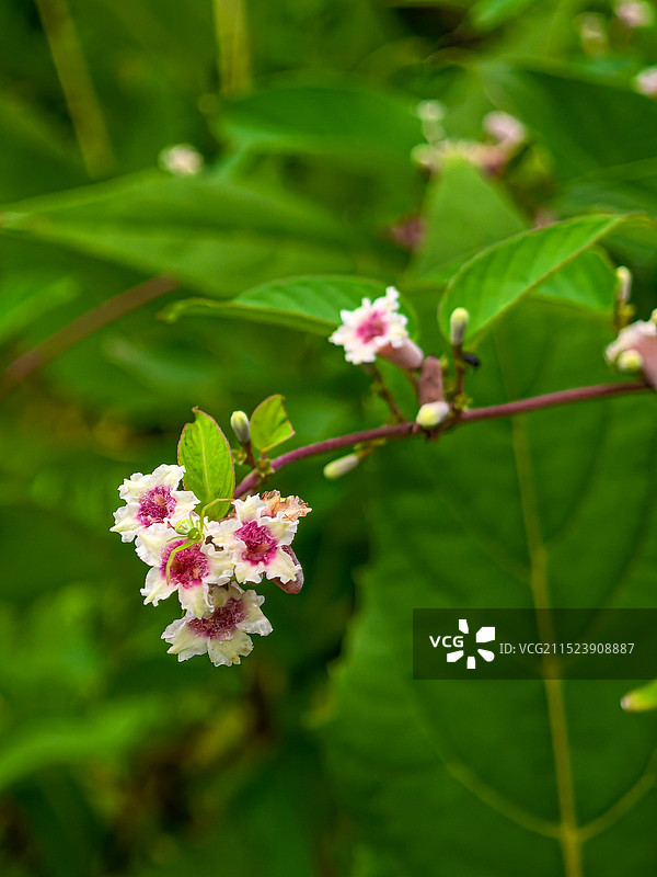 粉红色开花植物特写镜头图片素材