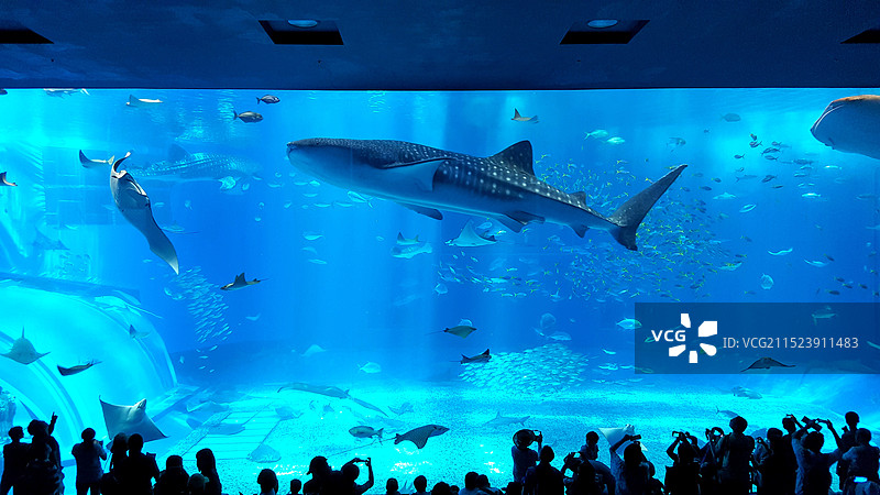 日本冲绳县国头郡本部町海洋博公园，美丽海水族馆的巨型水族箱图片素材