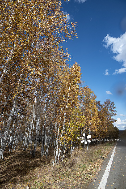 呼伦贝尔市额尔古纳市白桦林景区秋色图片素材