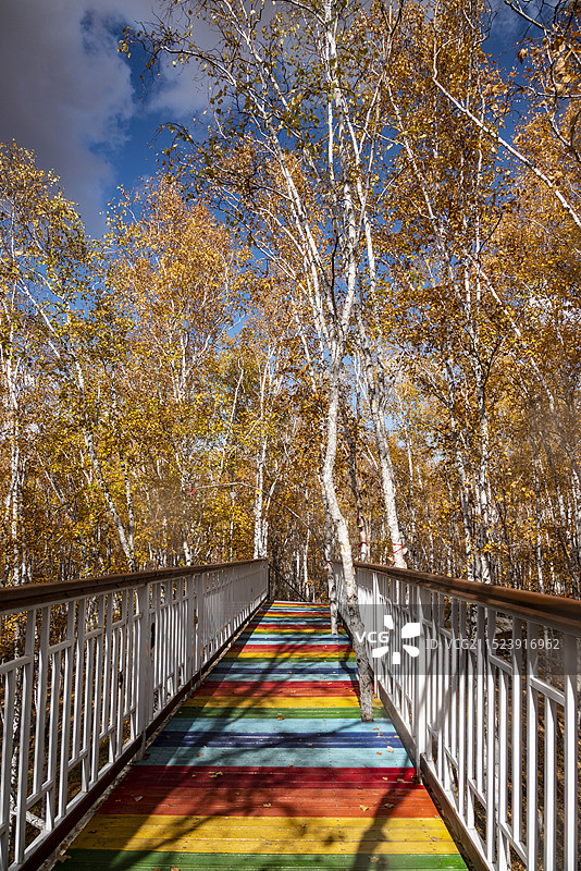 呼伦贝尔市额尔古纳市白桦林景区秋色图片素材
