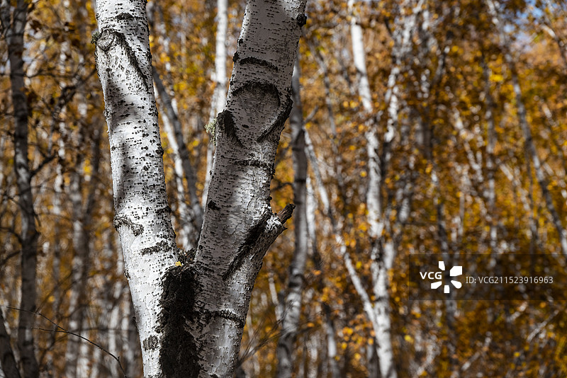 呼伦贝尔市额尔古纳市白桦林景区秋色图片素材