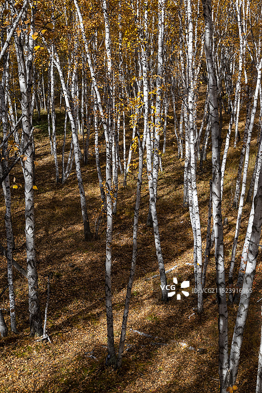 呼伦贝尔市额尔古纳市白桦林景区秋色图片素材