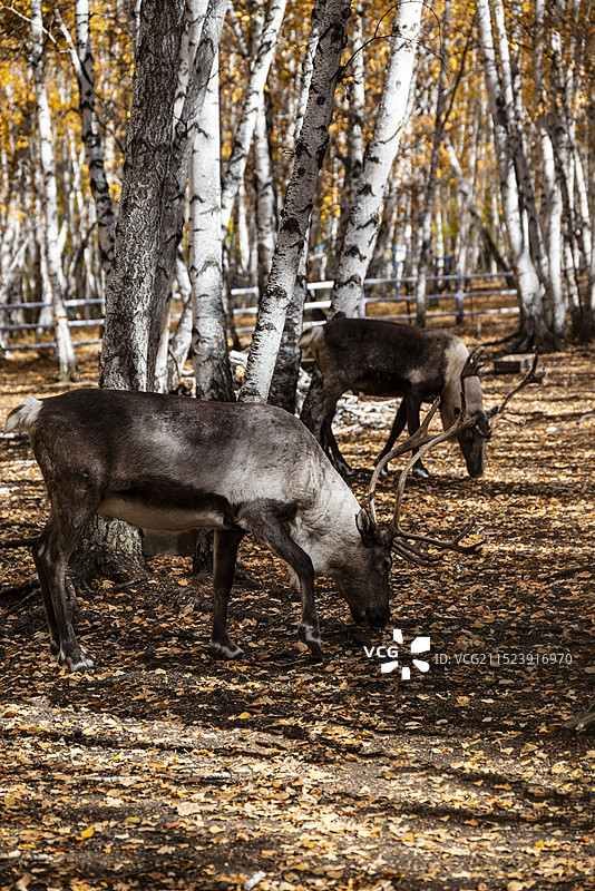 呼伦贝尔市额尔古纳市白桦林景区秋色图片素材