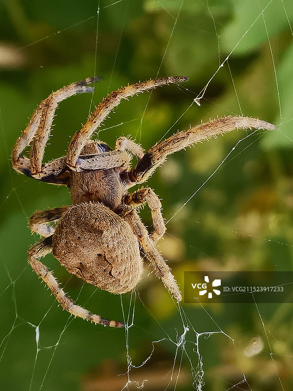 网上大蜘蛛图片素材