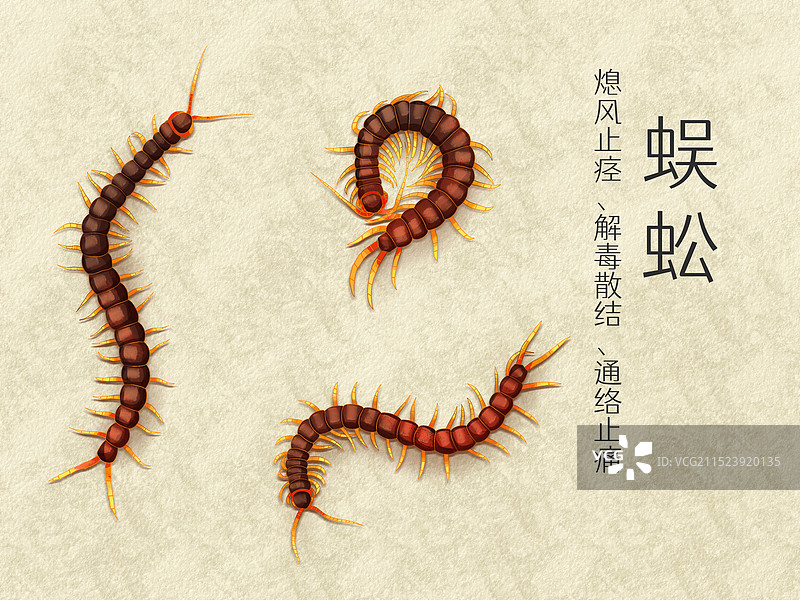手绘水彩中药药材蜈蚣插画图片素材