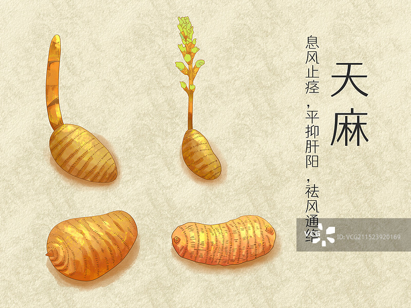 手绘水彩中药药材天麻插画图片素材