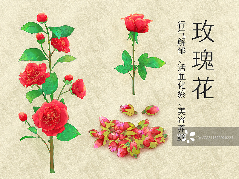 手绘水彩中药药材玫瑰花插画图片素材
