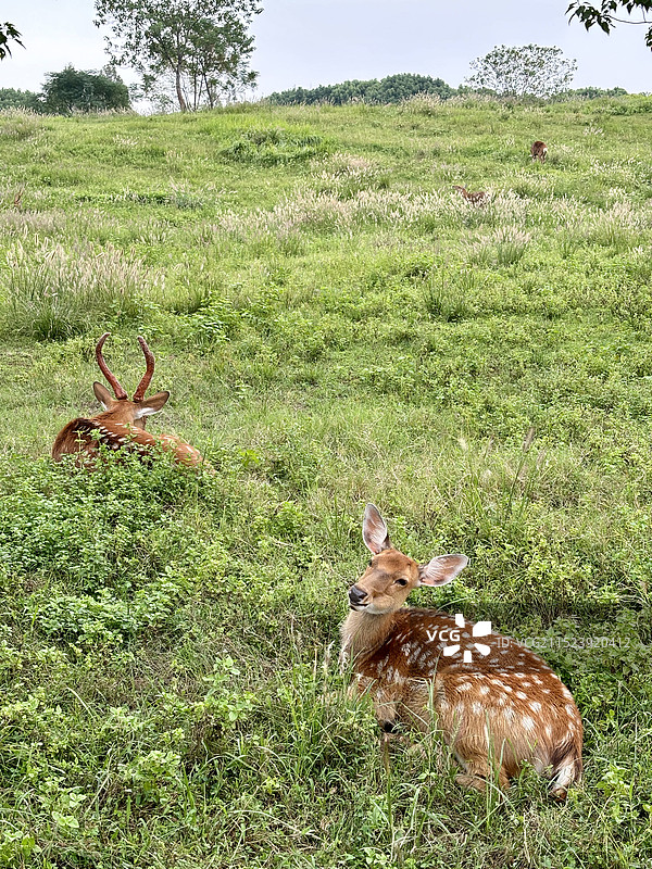 良渚遗址公园的小鹿图片素材