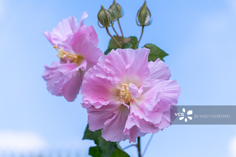 流花公园的木槿花图片素材