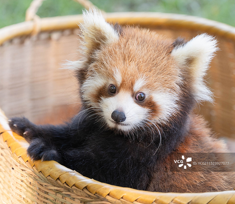 篮筐里的小熊猫宝宝图片素材