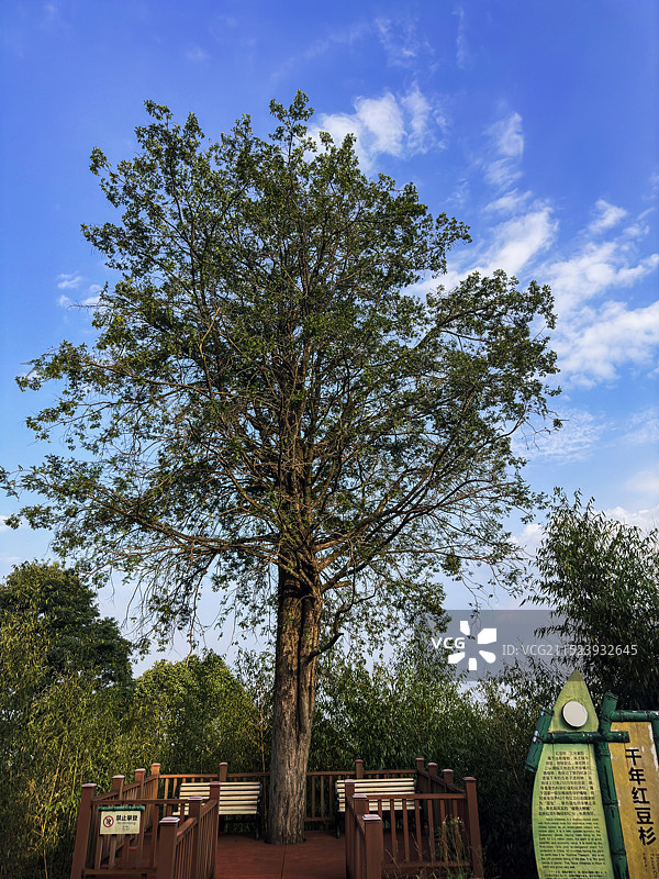 千年红豆杉图片素材