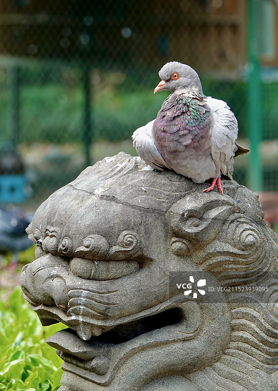 上海真如寺石狮子上的鸽子图片素材