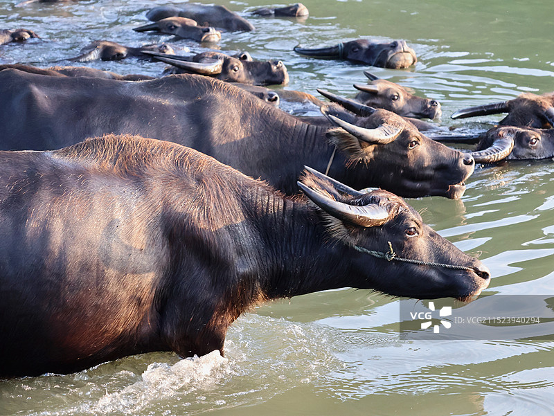 百牛勇渡大江，演绎生命乐章图片素材