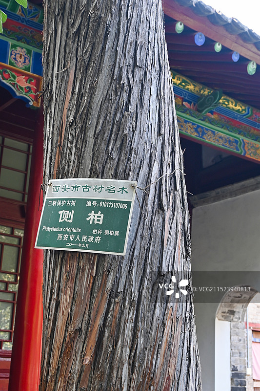 侧柏树树干特写图片素材