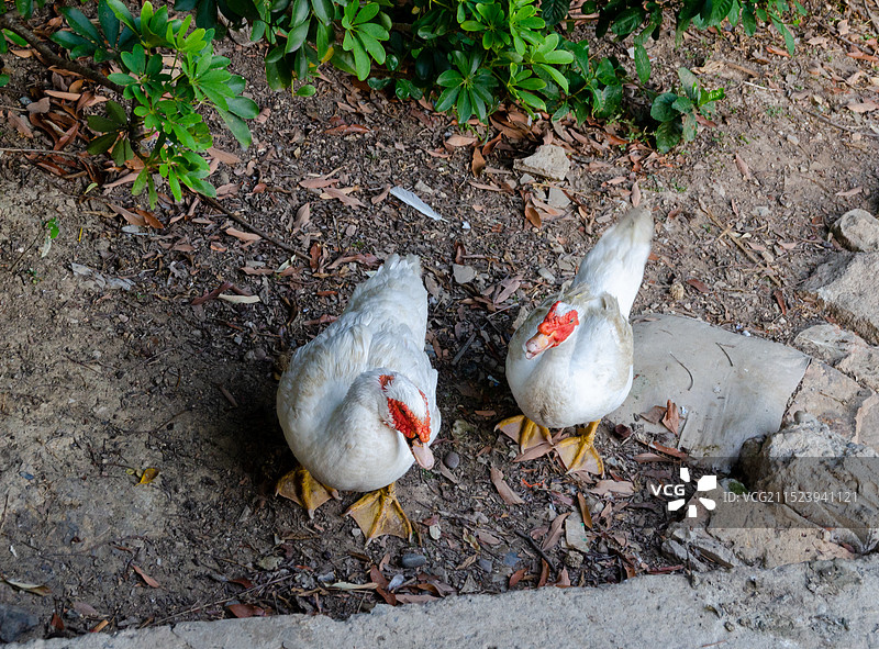 农场里一群麝香鸭图片素材