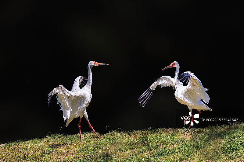 鹤舞/白鹤图片素材