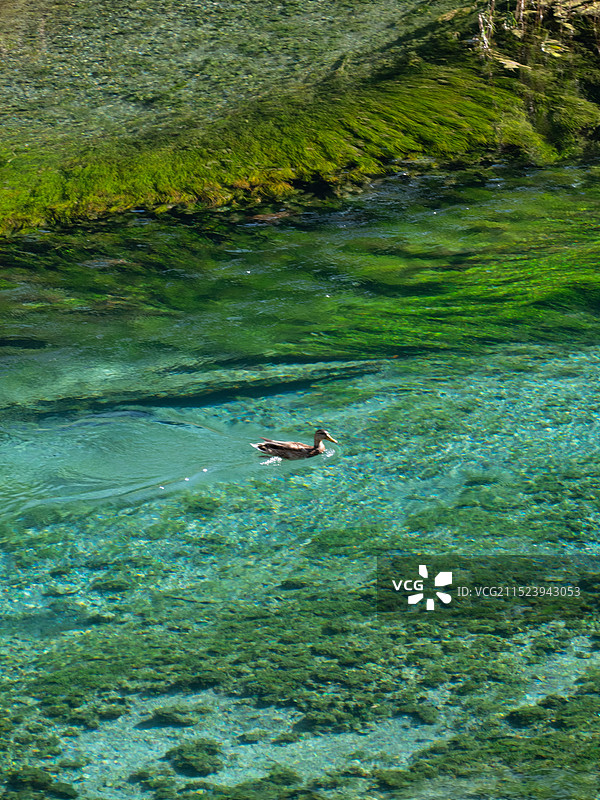 九寨沟芦苇海野鸭图片素材