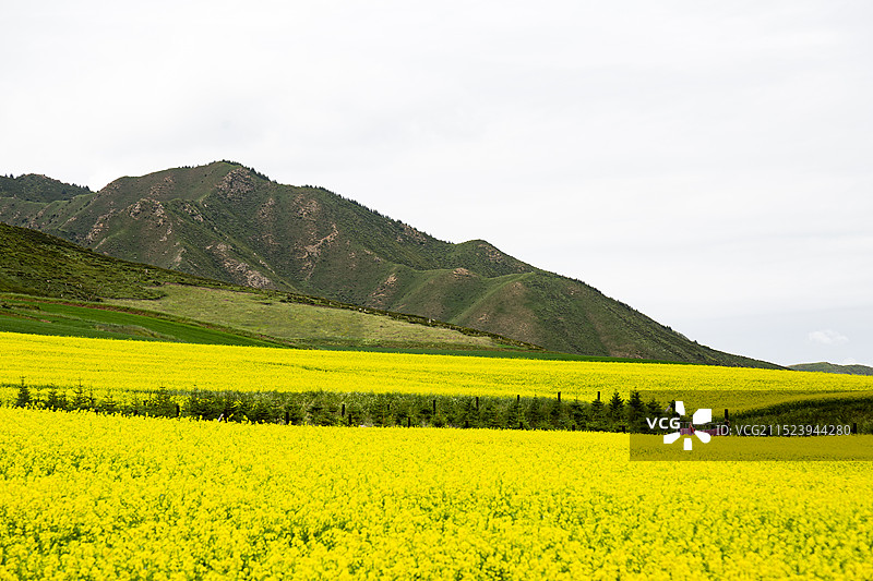 甘肃张掖民乐扁都口景区盛开的油菜花图片素材