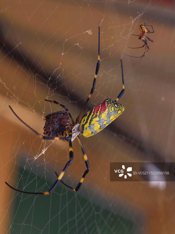 蜘蛛网特写图片素材