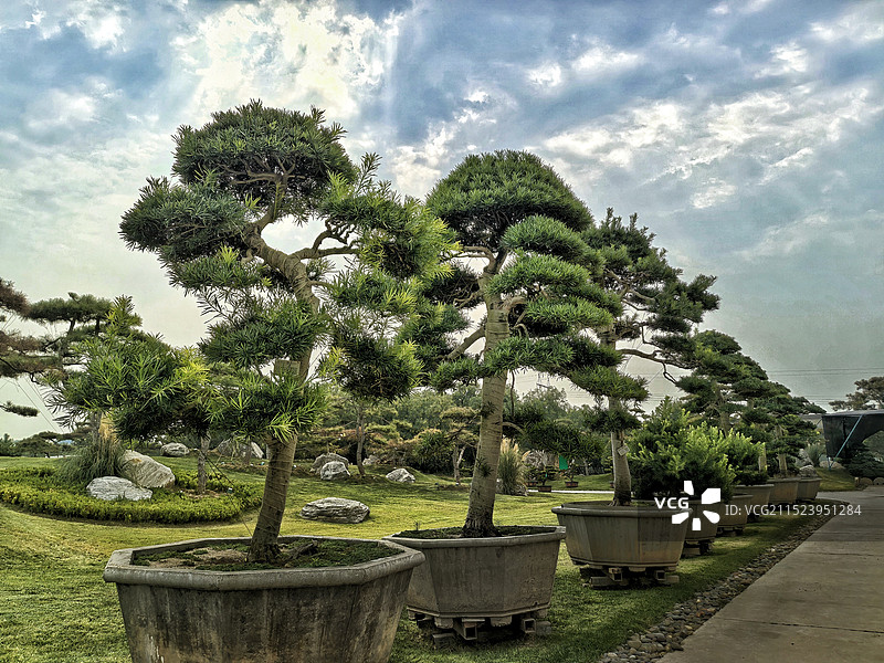 罗汉松图片素材