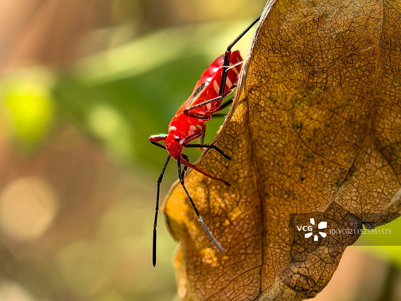 秋叶上的红蝽图片素材