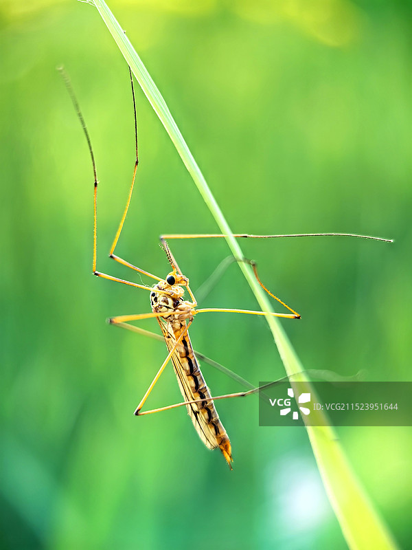 植物上大蚊特写镜头图片素材